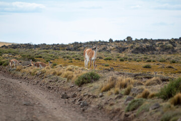 Guanaco de la Patagonia 