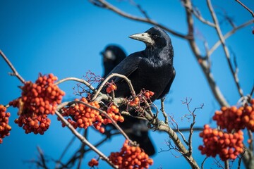 Close-up shot of rooks sitting on Sorbus tree branches