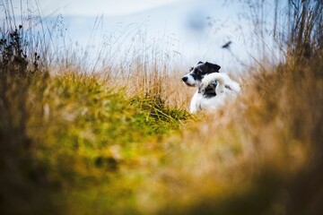Jack Russel terrier dog in the field