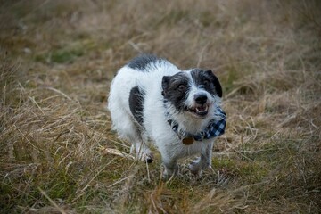Adorable Jack Russell terrier dog running on grass farm field