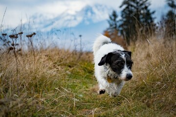 Naklejka na ściany i meble Active Jack Russel Terrier dog in the field