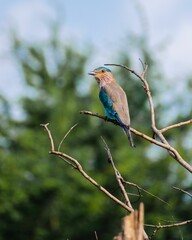 Shallow focus of Indian roller perched on tree twig