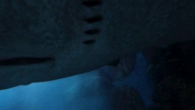 Closeup of stingrays swimming underwater under the sunlight through the waves