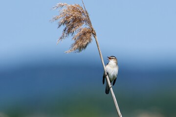 Sedge warbler in the reed in Sweden - 612497854