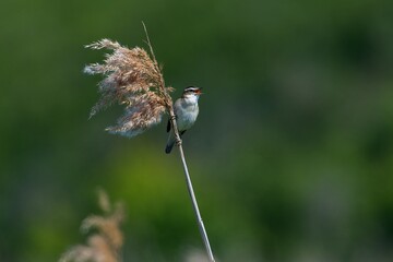 Sedge warbler in the reed in Sweden - 612497892