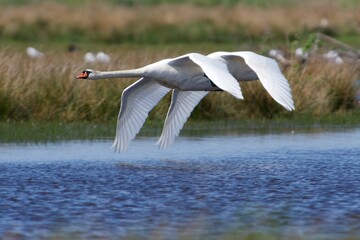 Mute swan on the west coast in Sweden - 612498003