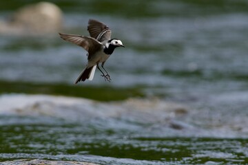 White wagtail hunting insect on the river
- 612498004