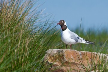 Seagull on the west coast in Sweden - 612498049