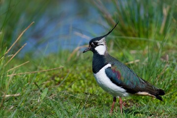 Northen lapwing on the west cost in Sweden - 612498055