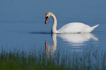 Mute swan on the west coast in Sweden - 612498061