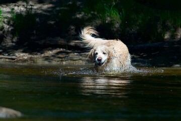 Hound dog play in the water - 612498074