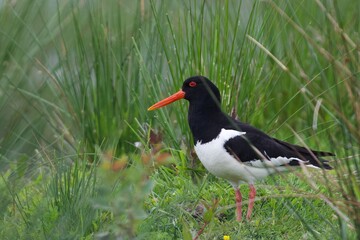 black winged stilt