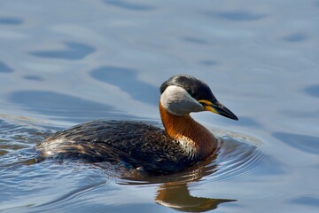 Red-necked grebe on The west coast in Sweden
- 612498090