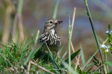 Meadow pipit on the west coast in Sweden - 612498092