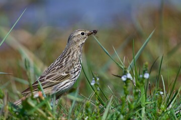 Meadow pipit on the west coast in Sweden - 612498096