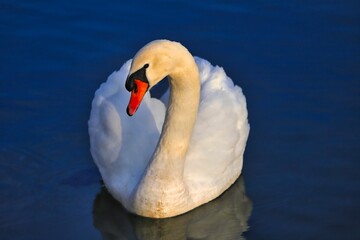 Closeup shot of a beautiful white swan swimming in the blue lake and posing in front of the camera