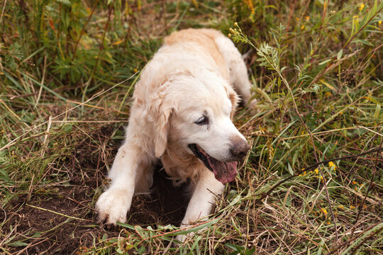Golden retriever lying on grass and digging ground. Dog nose work or scent training.