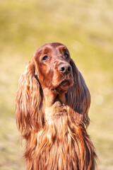 Beautiful Irish Setter portrait