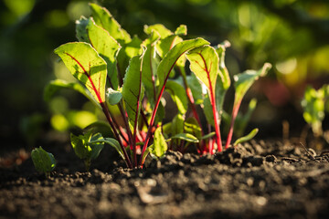 Macro shot of miniature shovel stuck in a black soil next to fresh green beet sprouts. Home...