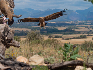 griffon vulture flight and perched in the sun