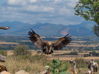 griffon vulture flight and perched in the sun