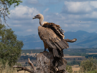 griffon vulture flight and perched in the sun