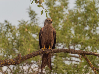 games and flights of a black kite in search of food