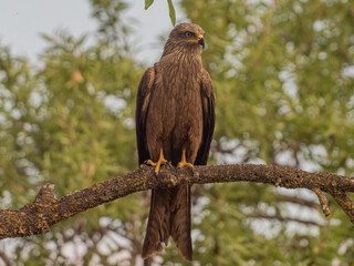 games and flights of a black kite in search of food
