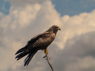 games and flights of a black kite in search of food