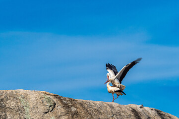 White storks, Ciconia ciconia, mating at Los Barruecos, Malpartida de Caceres, Extremadura, Spain.