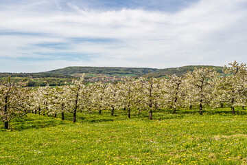 Cherry blossoms on the hills around Kirchehrenbach, Germany in Franconian Switzerland