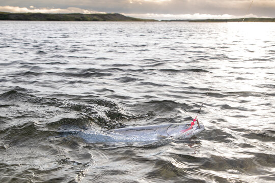 Fighting a wild coho salmon in the Egegik River in Alaska. The fish is hooked on a pink lure by a fisherman. 