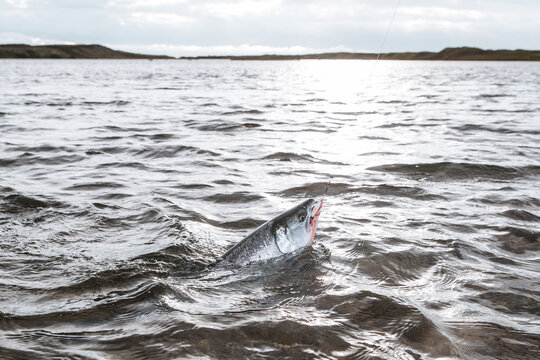 Fighting a wild coho salmon in the Egegik River in Alaska. The fish is hooked on a pink lure by a fisherman. 