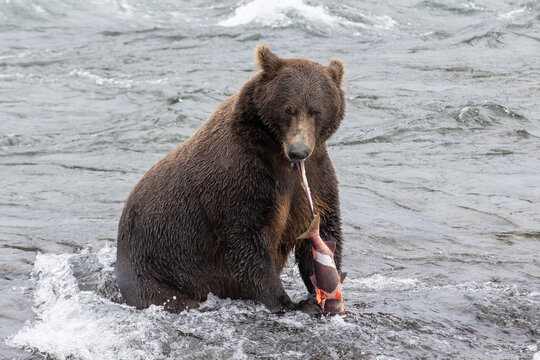 Fototapeta Wild Alaskan brown grizzly bear feeding on sockeye salmon at Brooks Falls in Katmai, Alaska