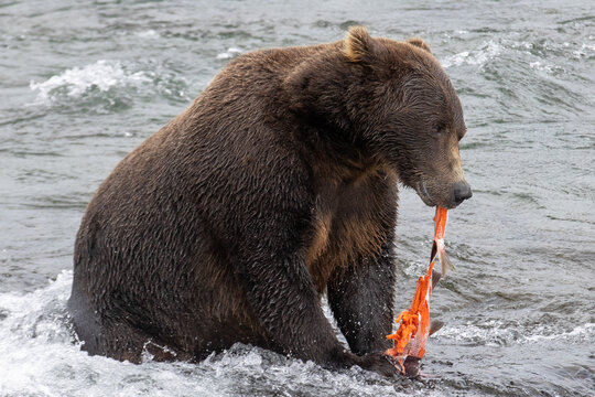 Wild Alaskan brown grizzly bear rips the skin of a fish while feeding on sockeye salmon at Brooks Falls in Katmai, Alaska