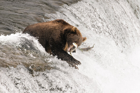 Wild Alaskan brown grizzly bear feeding on sockeye salmon at Brooks Falls in Katmai, Alaska