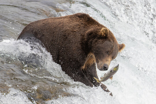 Wild Alaskan brown grizzly bear feeding on sockeye salmon at Brooks Falls in Katmai, Alaska