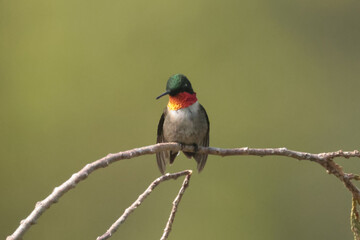 Male Hummingbird resting on cedar branch