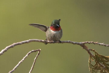 Male Hummingbird resting on cedar branch
