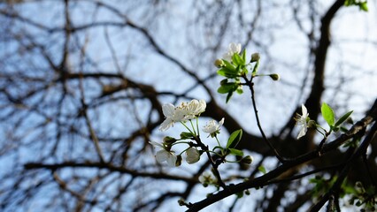 Closeup of white blossoms on a tree