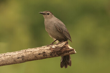 Catbirds on branch eating orange section, flapping and lifting wings, scrapping on branch