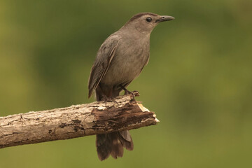 Catbirds on branch eating orange section, flapping and lifting wings, scrapping on branch
