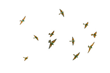Bee-eaters, or bee-eaters (lat. Merops).
A flock of bright birds .Isolate.  Available in PNG
