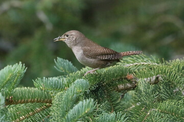 House Wren making a nest in a nesting box 