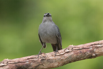 Grey Catbird on branch in spring breeding season