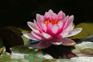 Natural lotus flower growing in the lake