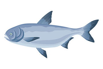 Obraz premium Fish sorts or types. Freshwater fish. Hand-drawn color illustration of inland fish. Commercial fish specie