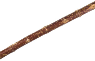old birch stick isolated on white background