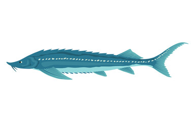 Fish sorts or types. Freshwater fish sturgeon. Hand-drawn color illustration of inland fish. Commercial fish specie