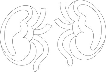 Human Anatomy Vector Graphic